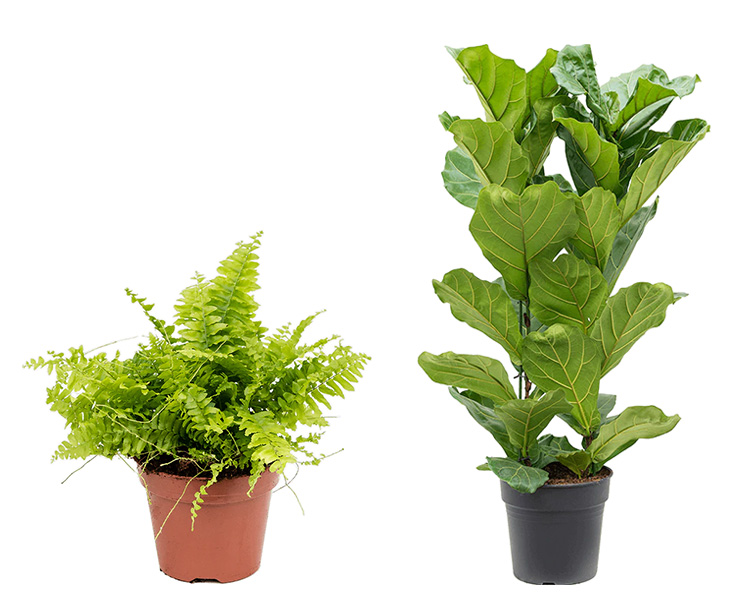 Air purifying indoor plants sale