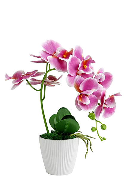 orchid plant with pot banner